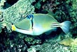 Assassi Trigger Fish